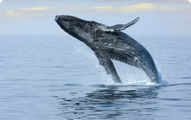 book waikiki whale watch tour