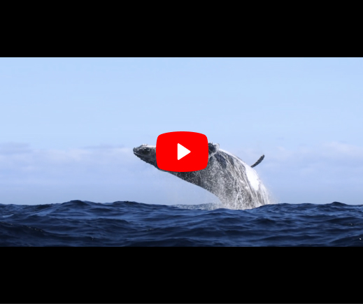 home whale watching on a trimaran