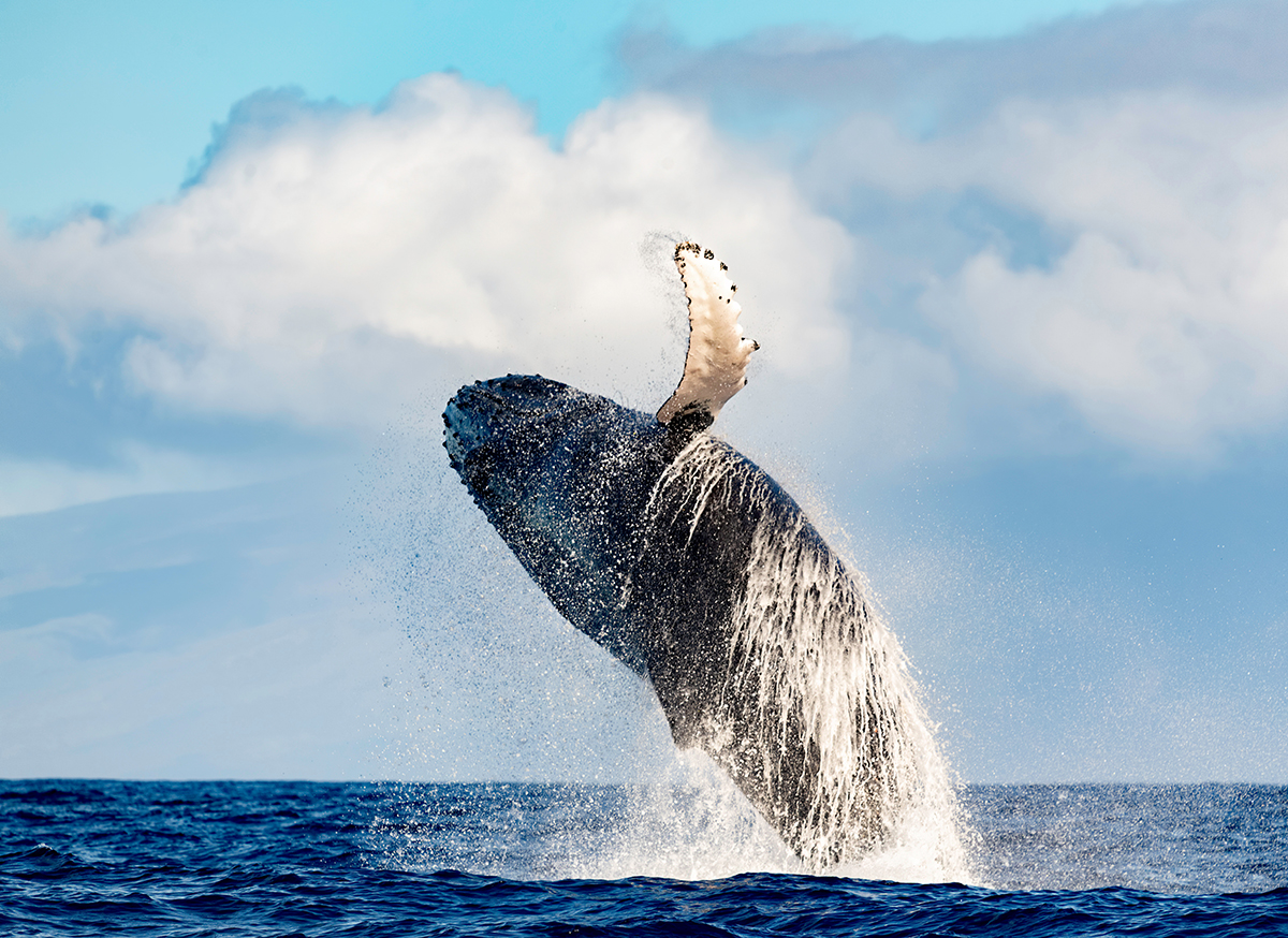 humpback whale breaching in maui, hawaii