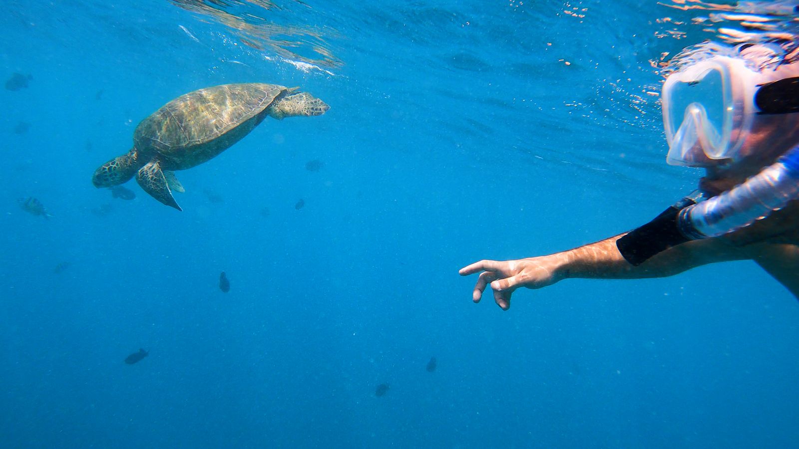 why we love snorkeling at turtle canyon