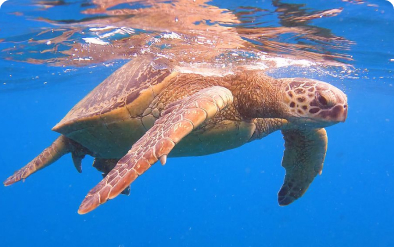 waikiki sail and turtle snorkel